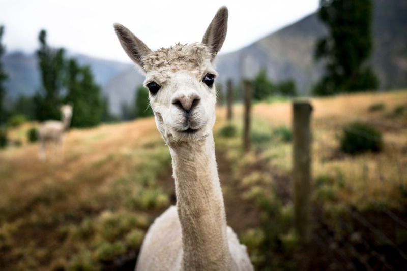 Lamas sind die perfekten Wanderbegleitungen